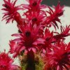 cleisocactus_samaipatanus